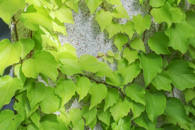 Grüne Efeublätter an einer verputzten Wand mit kleinen Steinen