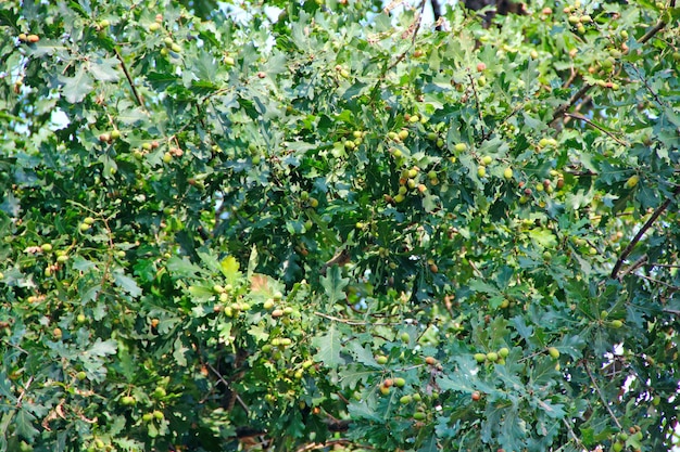 Grüne Eichenblätter und Eicheln. Eicheln hängen an Eichenzweigen im Wald