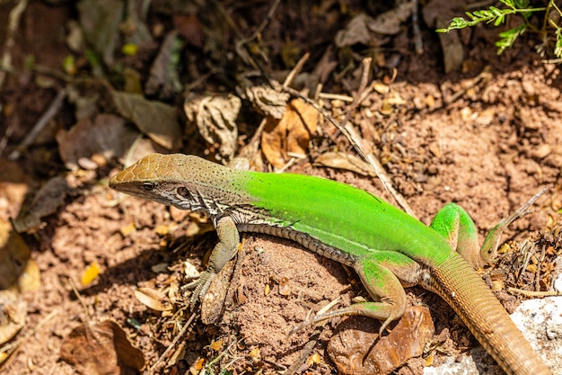 Grüne Eidechse (Ameiva Ameiva) Sonnenbaden..