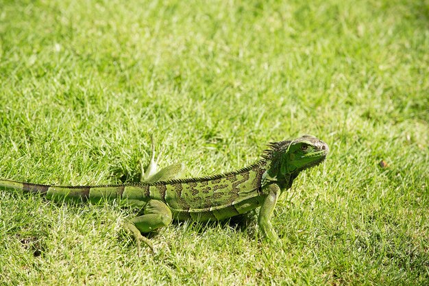 Grüne Eidechse Reptil an einem sonnigen Sommertag sitzt im Gras auf natürlichem Hintergrund