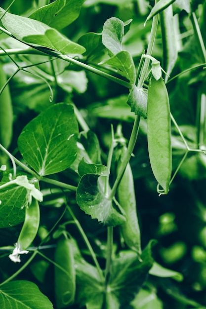 Grüne Erbsen wachsen im Garten Hülsen von jungen grünen Erbsen wachsen