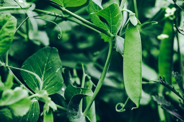 Grüne Erbsen wachsen im Garten Hülsen von jungen grünen Erbsen wachsen