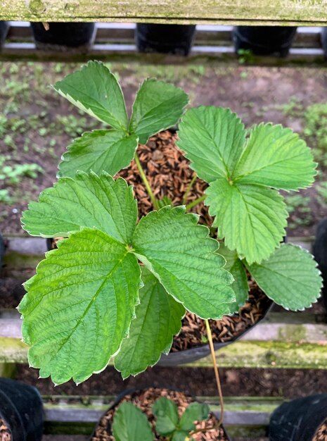 Grüne Erdbeerblätter der Gartenerdbeere Draufsicht