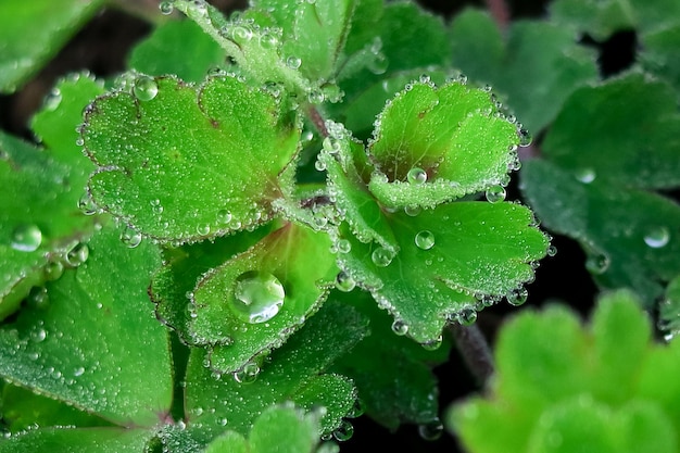 grüne erdbeerblätter mit wassertropfen nach regen