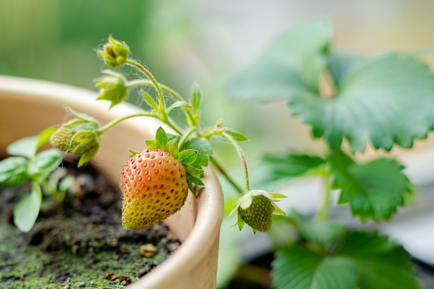 Grüne Erdbeere wächst. Zucht, Anbau von Erdbeeren.