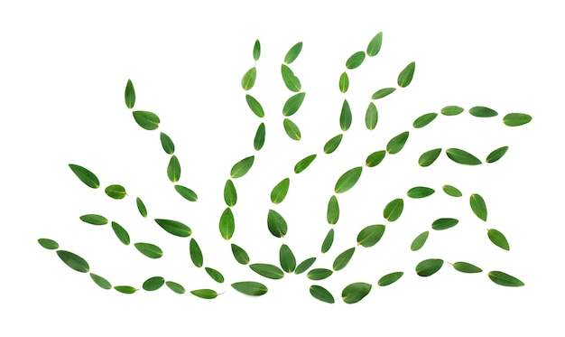 Grüne Eukalyptusblätter auf weißem Hintergrund