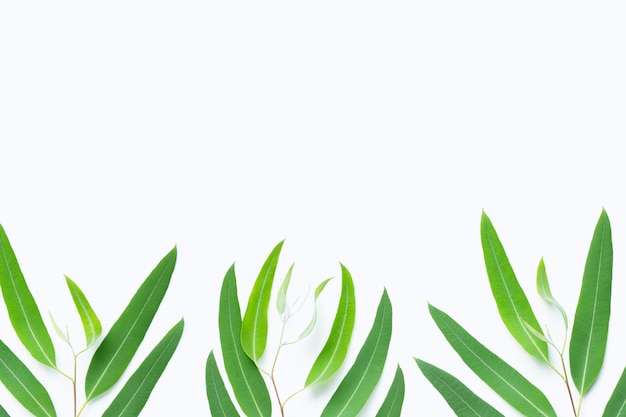 Grüne Eukalyptuszweige auf weißem Hintergrund