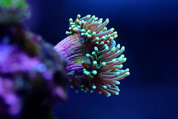 Grüne Euphyllia Torch LPS Koralle - Euphylliidae Glabrenscens