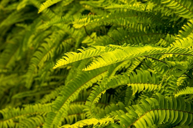 Grüne Farnblätter im flachen Fokus im Park für natürlichen Hintergrund