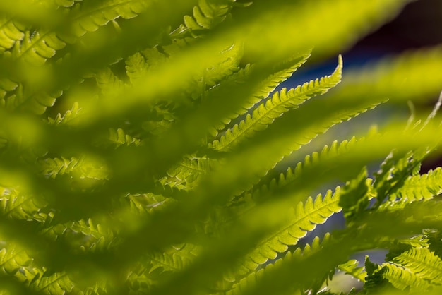 Grüne Farnblätter im Sommer hautnah