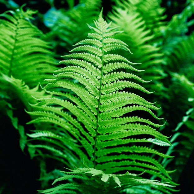 Grüne Farnblätter Tapete Wald Natur grüner Hintergrund