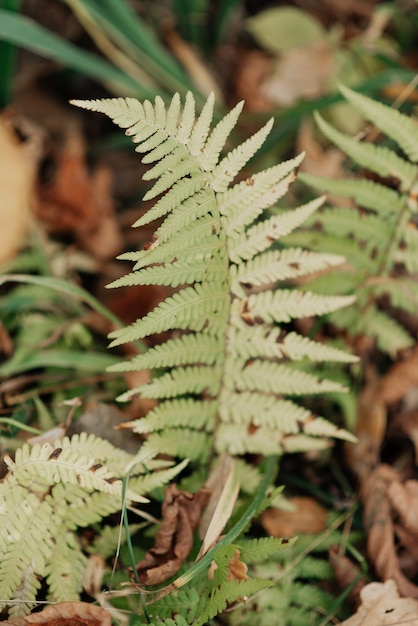 Grüne Farnnahaufnahme im herbstlichen Waldherbst