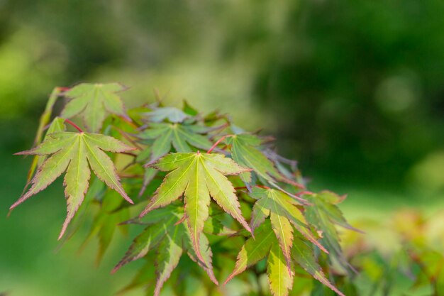 Grüne Federblätter des Amur-Ahornbaums Japanischer Ahorn acer japonicum Blätter auf natürlichem Hintergrund