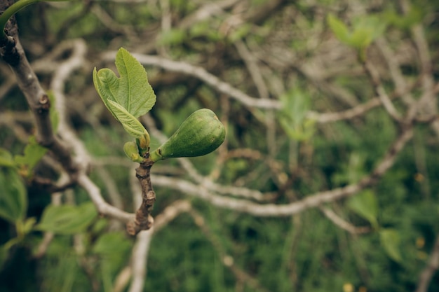 Grüne Feige wächst auf einem Baum