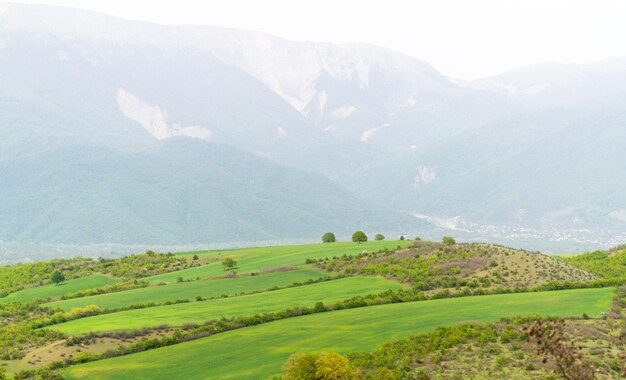 Grüne Felder am Fuße der Berge