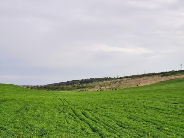 Grüne Felder auf dem Land