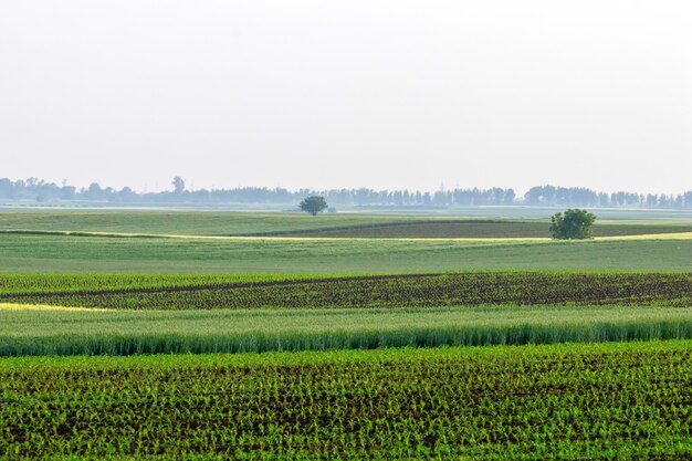 Grüne Felder auf kleinen Hügeln Landschaft weiße Wolken bei Sonnenuntergang