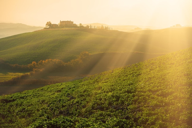 Grüne Felder in der Toskana, Italien, bei Sonnenaufgang, natürlicher sonniger Feiertag erstaunlicher Hippie-Hintergrund