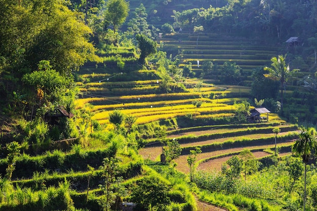 Grüne Felder in Indonesien