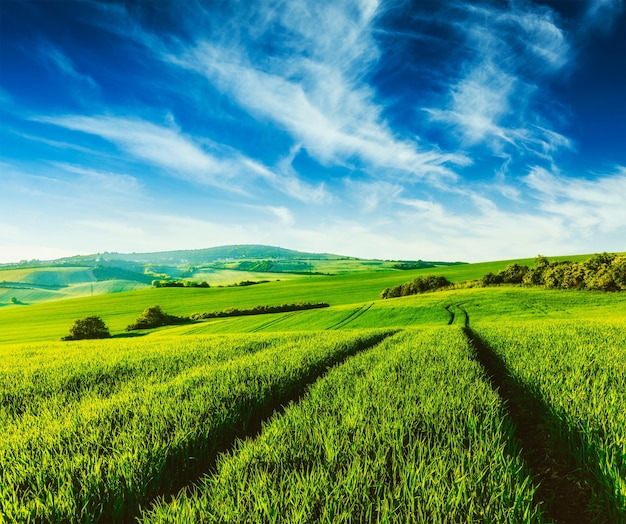 Grüne Felder Mährens mit blauem Himmel Tschechische Republik