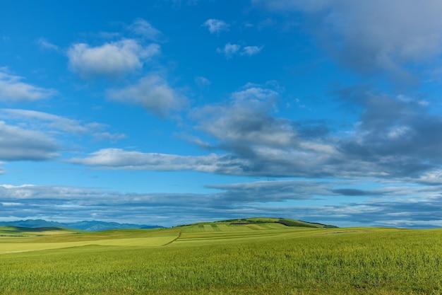 Grüne Felder mit Weizen auf Hintergrund des blauen Himmels