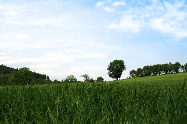 Grüne Felder unter dem blauen Himmel