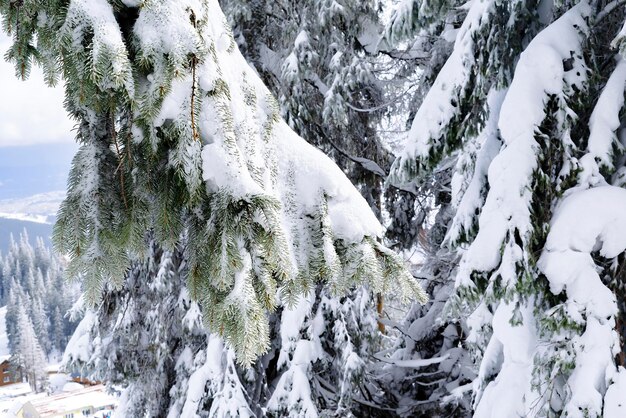 Grüne Fichtenkiefern, die im Winterwald in den Bergen der Natur im ländlichen Dorf mit Schnee bedeckt sind