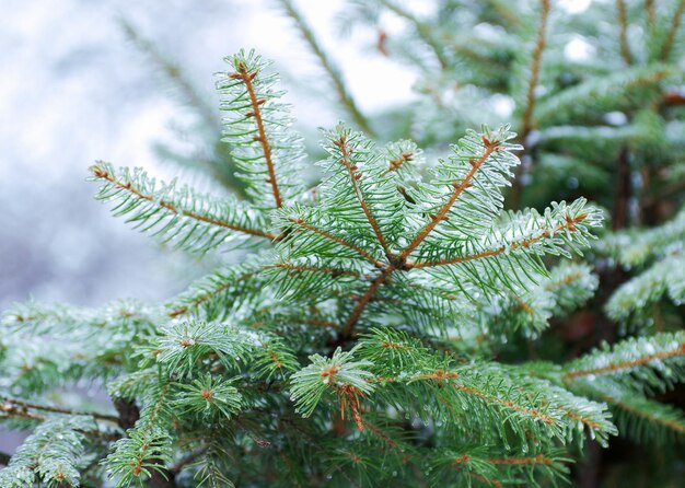 Grüne Fichtenzweige mit Nadeleis und Schnee im Winter bedeckt