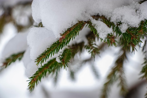 Grüne Fichtenzweige mit Schnee bedeckt Verschneiter Winter Schneebedeckte Bäume Silvester und Weihnachten Closeup
