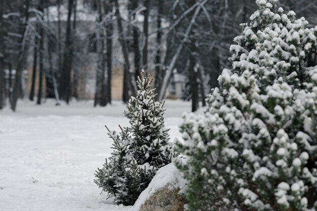 Grüne, flauschige Fichten im Schnee im Stadtpark