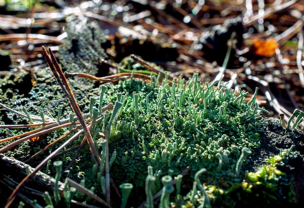 grüne Flechte im Wald, Nahaufnahme