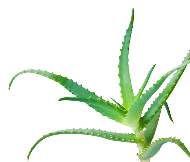 Foto grüne frische aloe-vera-blätter