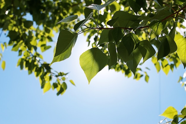 Grüne frische Blätter von Bäumen an einem klaren blauen Himmel