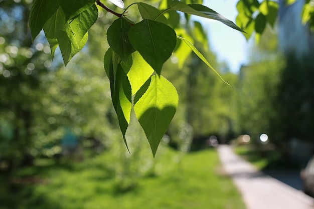 Grüne frische Blätter von Bäumen an einem klaren blauen Himmel