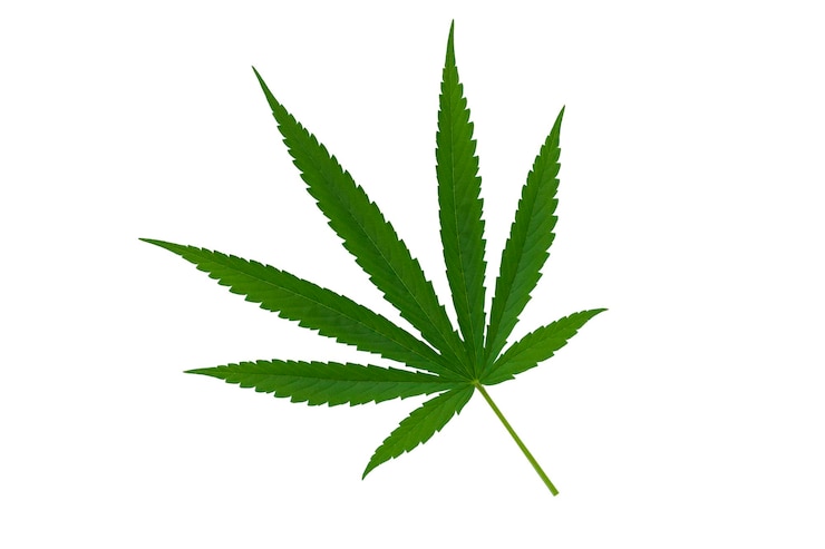 Foto grüne frische cannabisblätter isoliert auf weißem hintergrund oder xamarijuana-blatt auf weißem konzept, das medizinisches marihuana anbaut