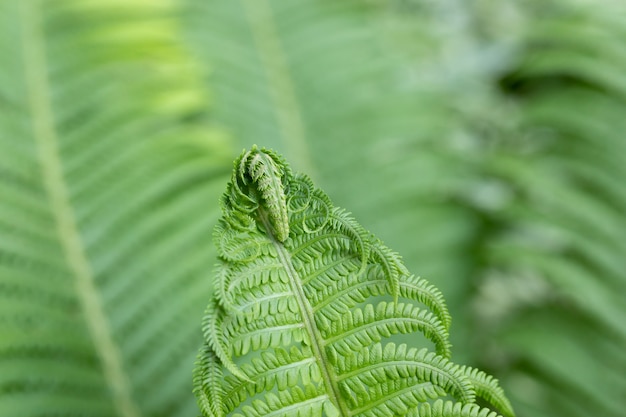 Grüne frische Farnblätter für den Hintergrund Junge Triebe der Pflanze Dreamy Farns Backdrop