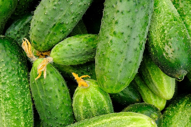 Grüne frische Gurkennahaufnahme als Hintergrund