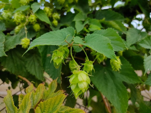 Grüne frische Hopfenblume und -blätter