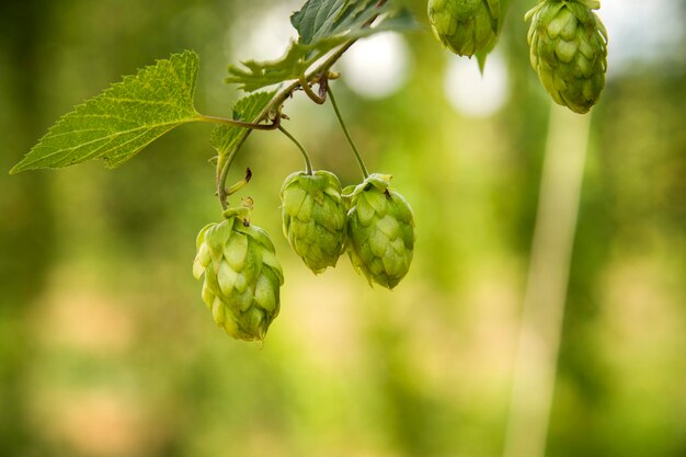 Grüne frische Hopfenzapfen für die Herstellung von Bier und Brot Nahaufnahme, landwirtschaftlicher Hintergrund.