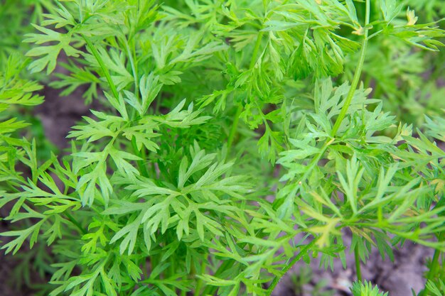 Grüne frische Karottenblätter wachsen in einem Garten.