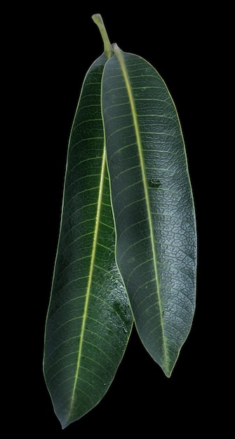 Grüne frische Mangoblätter isoliert auf schwarzem Hintergrund schöne Venenstruktur im Detail Beschneidungspfad ausgeschnitten Nahaufnahme Makro Tropisches Konzept