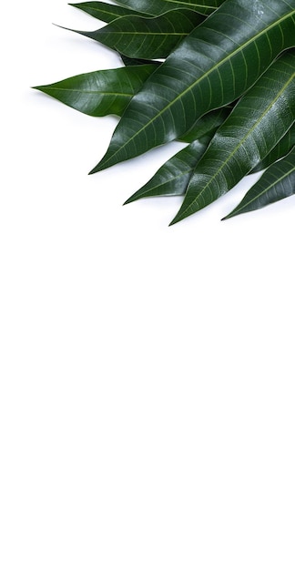 Grüne frische Mangoblätter isoliert auf weißem Hintergrund schöne Aderstruktur im Detail Beschneidungspfad Nahaufnahme Makro ausschneiden Tropisches Konzept