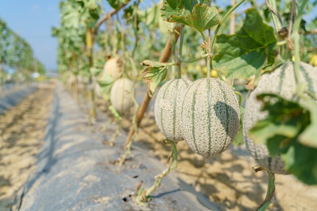 Grüne frische Melone