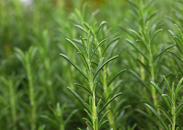 Grüne frische Rosmarin würzige Kräuter (Rosmarinus officinalis) Sprossen wachsen, Nahaufnahme