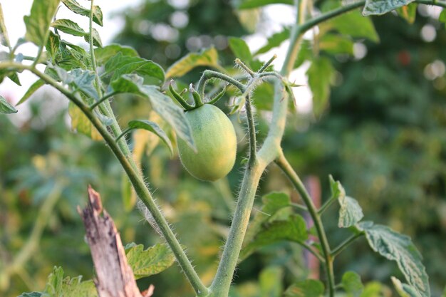 Grüne frische Tomaten auf Ast im sonnigen Frühlingsgarten