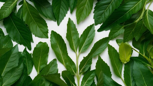 Foto grüne frische zitronenbalsamblätter auf weißem hintergrund