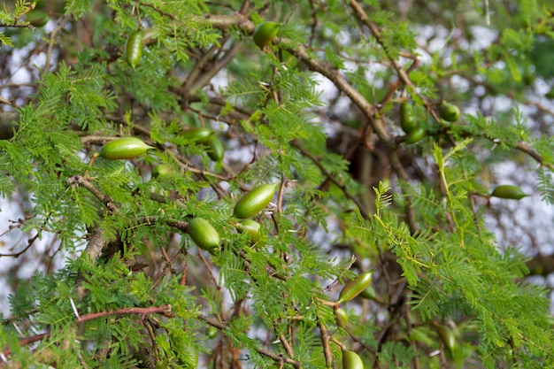 grüne Früchte der Akazie im Sommer