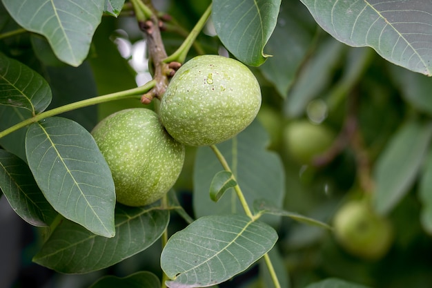 Grüne Früchte der Walnuss auf einem Baum unter grünen Blättern