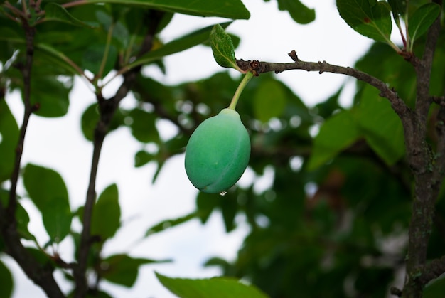 Grüne Früchte von Pflaumenbäumen, die zu reifen beginnen, hängen an einem Baum