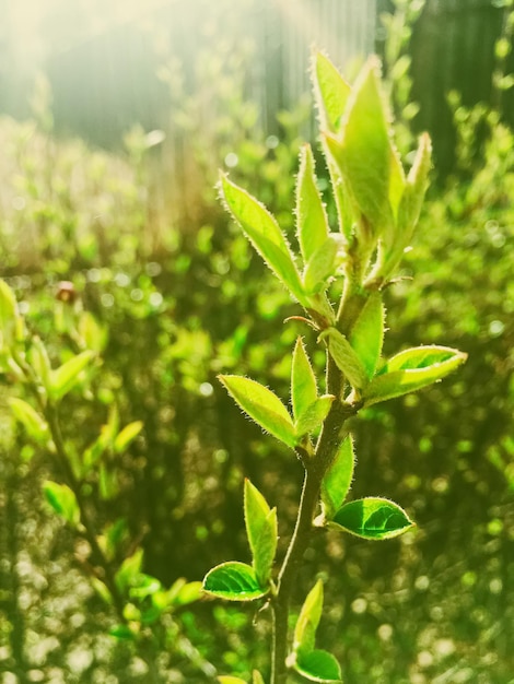 Grüne Frühlingsblätter im Botanischen Garten an einem sonnigen Tag Natur und Umwelt